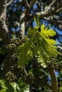 Flower buds and leaves of a snowflake aralia tree (trevesia sundaica), native to Indonesia