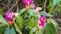 Flower And Buds Of The Magnolia Grandiflora, The Southern Magnolia Or Bull Bay, Tree Of The Family Magnoliaceae