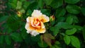 Flower and buds of orange rose in garden on a bush, close-up, selective focus, shallow DOF Royalty Free Stock Photo