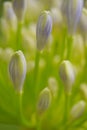 flower buds of ornamental garlic Allium Royalty Free Stock Photo