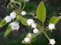 Flower buds of pears. Pear tree. Beautiful flower image of spring nature banner. Blooming pear branches close-up Royalty Free Stock Photo