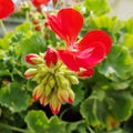 Flower and buds of red Pelargonium flowers.