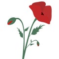 Flower and buds. Red poppies