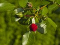 Flower buds of red rose in garden on a bush, close-up, selective focus, shallow DOF Royalty Free Stock Photo