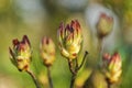 Flower buds of rhododendron on a blurred background Royalty Free Stock Photo