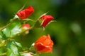 Flower buds of rose Royalty Free Stock Photo
