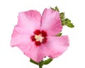 Flower and buds of Rose of Sharon on white