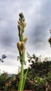 The flower buds that soar up to reach the blue sky Royalty Free Stock Photo