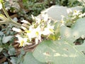 The flower buds of the sparrow eggplant plant are starting to bloom