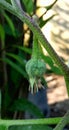 flower buds of sparrow eggplant or (Solanum melongena L.) in a lush garden