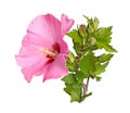 Flower, buds and stem of a Rose of Sharon on white Royalty Free Stock Photo