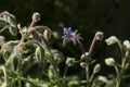 Flower buds in the summer atdawn Royalty Free Stock Photo