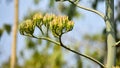 Flower buds of a tree ready to bloom. Royalty Free Stock Photo