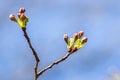 Flower buds at the end of a tree branch just before they bloom Royalty Free Stock Photo