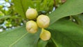 Flower Buds of Watery Rose Apple also Known as Java Apple Royalty Free Stock Photo