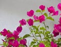 Flower buganvilla Bougainvillea Royalty Free Stock Photo