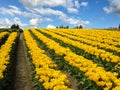 Tulip daffodil farm WA Royalty Free Stock Photo