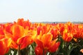 Flower Bulb field