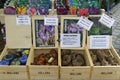 Flower bulbs on a market