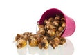 Flower bulbs in pink bucket Royalty Free Stock Photo