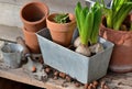 flower bulbs and plant for potted in metal can and terra cotta flowerpot Royalty Free Stock Photo