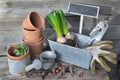 flower bulbs and plant for potted in metal can and terra cotta flowerpots with garden equipment Royalty Free Stock Photo