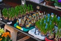 Flower bulbs for sale in flower shop in Schoneberg Berlin germany