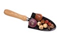Flower bulbs of tulips, daffodils, hyacinths and other on smal gardening shovel