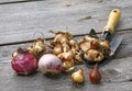 Flower bulbs (tulips, daffodils, miscarry) and shovel on the woo