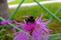 Flower and bumblebee