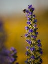 Flower, bumblebee and spider Royalty Free Stock Photo