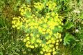 Flower bunch yellow color petals detail wild field nature close up image spring flowers