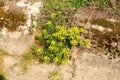 Flower bunch yellow color petals detail wild field nature close up image spring flowers Royalty Free Stock Photo