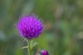 Flower burdock on a blurred background close-up. Bright flower burdock on a blurred background close-up