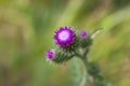 Flower burdock on a blurred background close-up. Bright flower burdock on a blurred background close-up