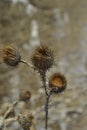 Flower burdock plant prickly dry grass