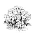 The flower Bush bouquet ageratum sketch vector Royalty Free Stock Photo