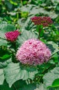 Pink flowers ixora on the background of green leaves Royalty Free Stock Photo