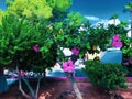 Flower Bush in Ibiza with purple flower Royalty Free Stock Photo