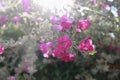 Flower bush named Ash Plant, Purple Sage, or Texas Ranger on tree in garden light bokeh background Royalty Free Stock Photo