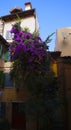 Flower bush on the street of Adriatic coast city of Rovinj, Croatia