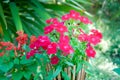 Flower Bush in a Wooden Pot with light flare