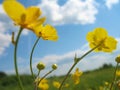 Flower buttercup against blue sky