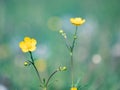 Flower buttercup in blossom, blurry background