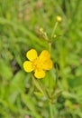 Flower buttercup Ranunculus repens