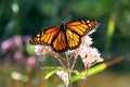 Flower with Butterfly