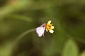 Flower and Butterfly