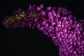 Flower from a Butterfly Bush