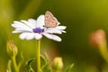 Close up macro photo of flower with a colorful butterfly in the pistil. Royalty Free Stock Photo