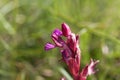 Flower of a butterfly orchid Anacamptis papilionacea